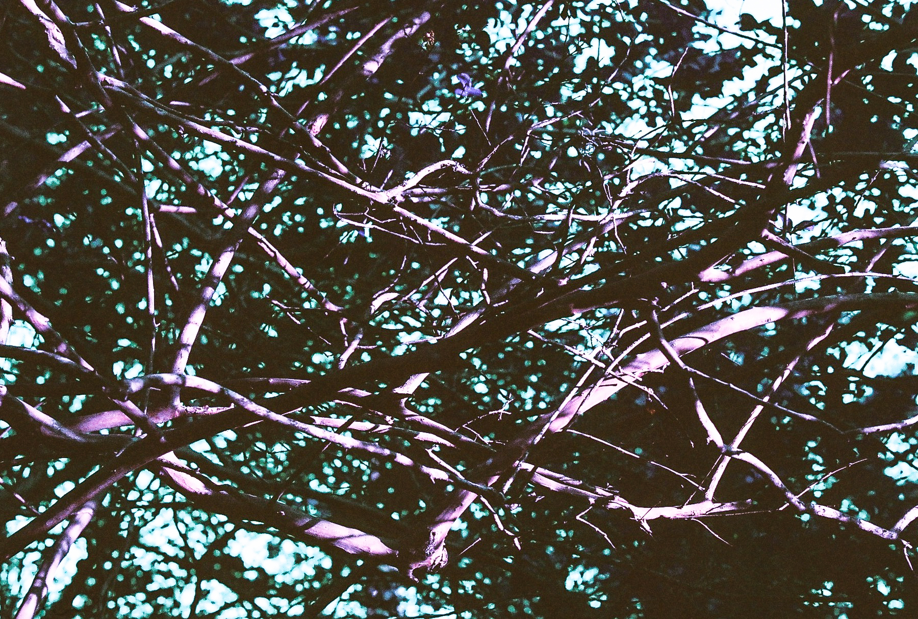 Lost. Crepe myrtle branches. (C) Paige Jarreau