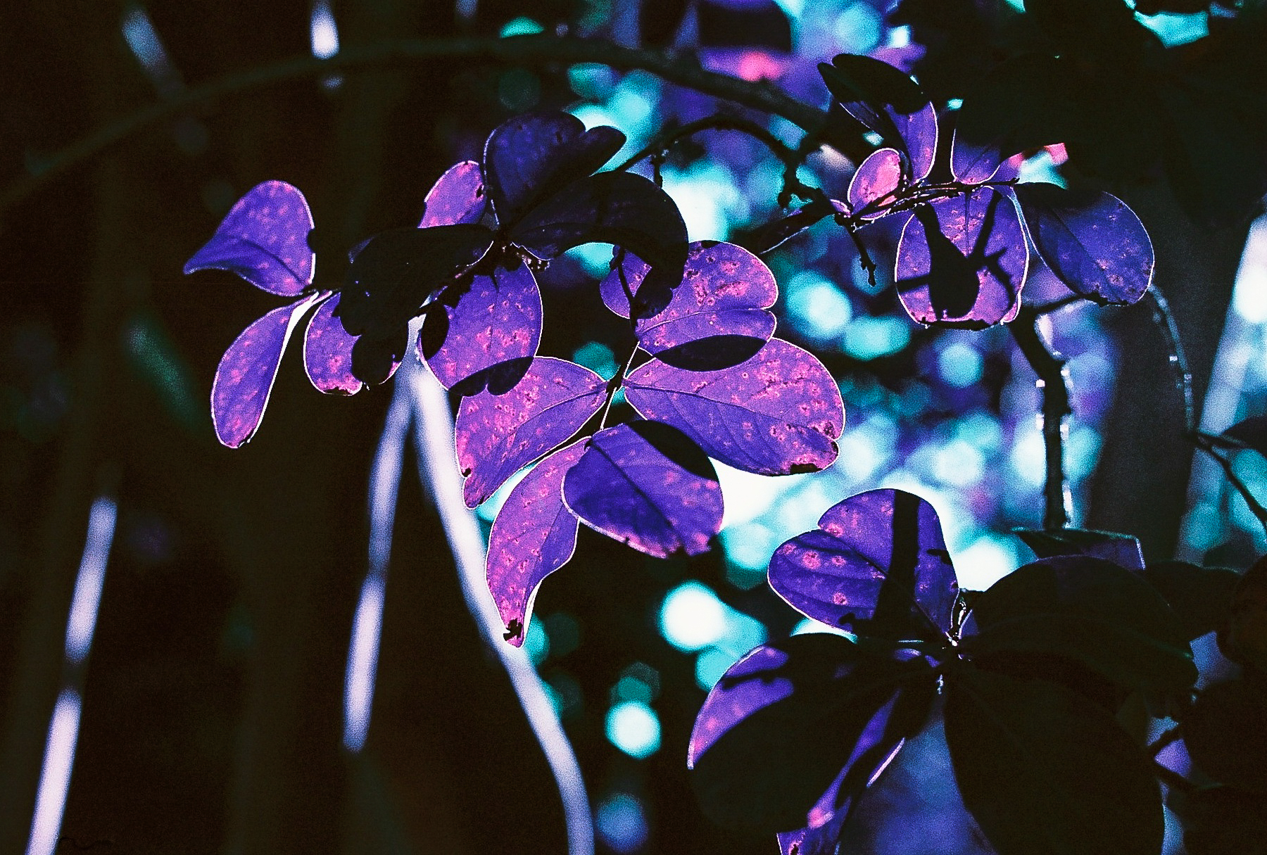 Leaves. (C) Paige Jarreau