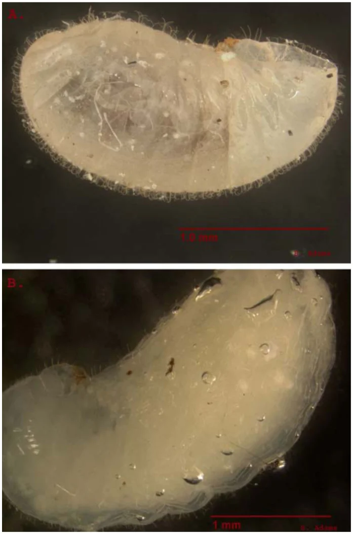 Fourth instar of Solenopsis invicta. Setae (or bristles) covering the larvae are forked and recurved towards the body. These bristles help trap air bubbles. Adams, B. J., Hooper-Bùi, L. M., Strecker, R. M., & O’Brien, D. M. (2011). Raft Formation by the Red Imported Fire Ant, Solenopsis invicta . Journal of Insect Science, 11, 171. http://doi.org/10.1673/031.011.17101