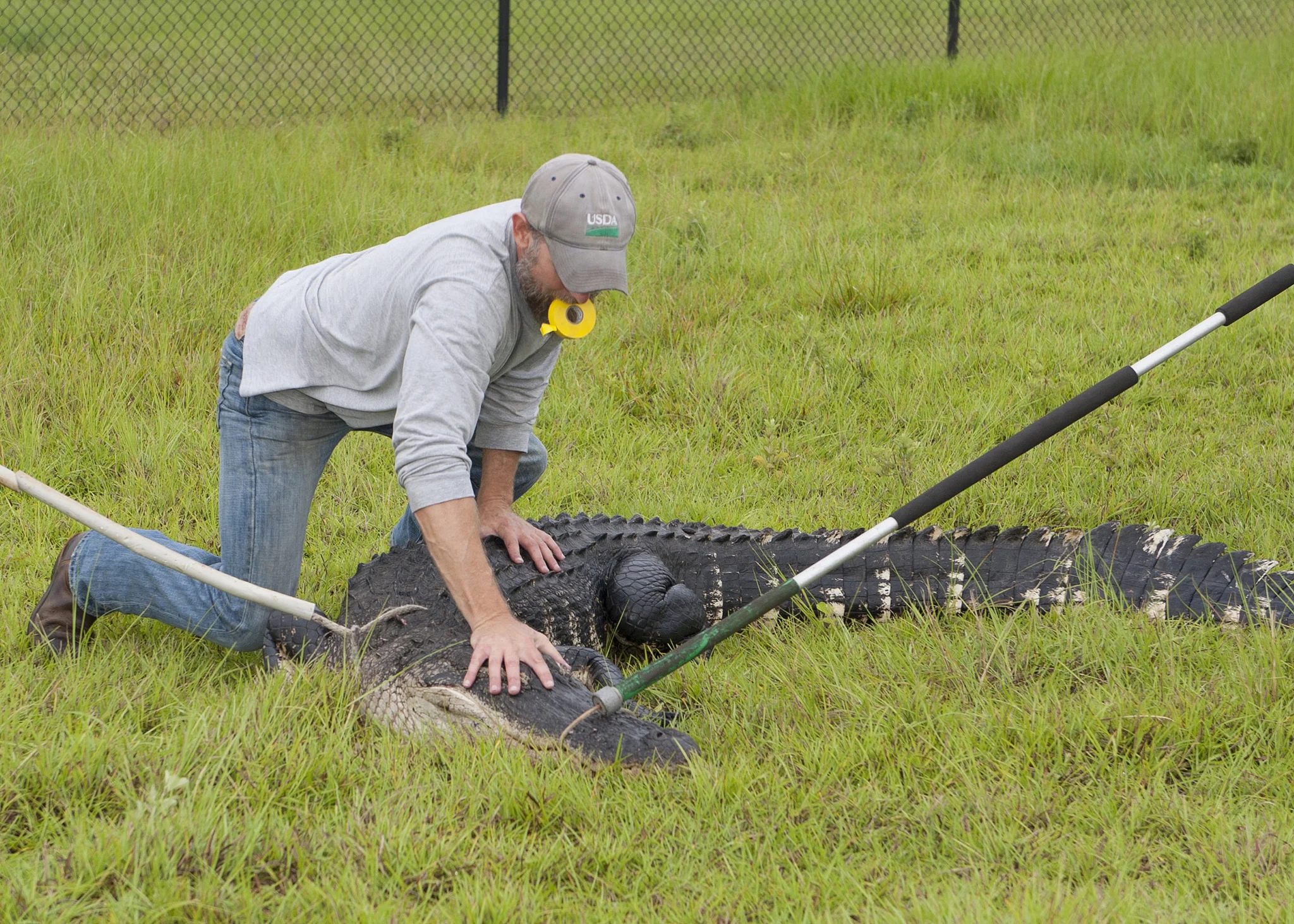 A male biologist traps an alligator for relocation. Image: USDA, Flickr.com.