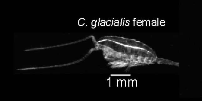 A typical copepod as seen by the LOKI system.