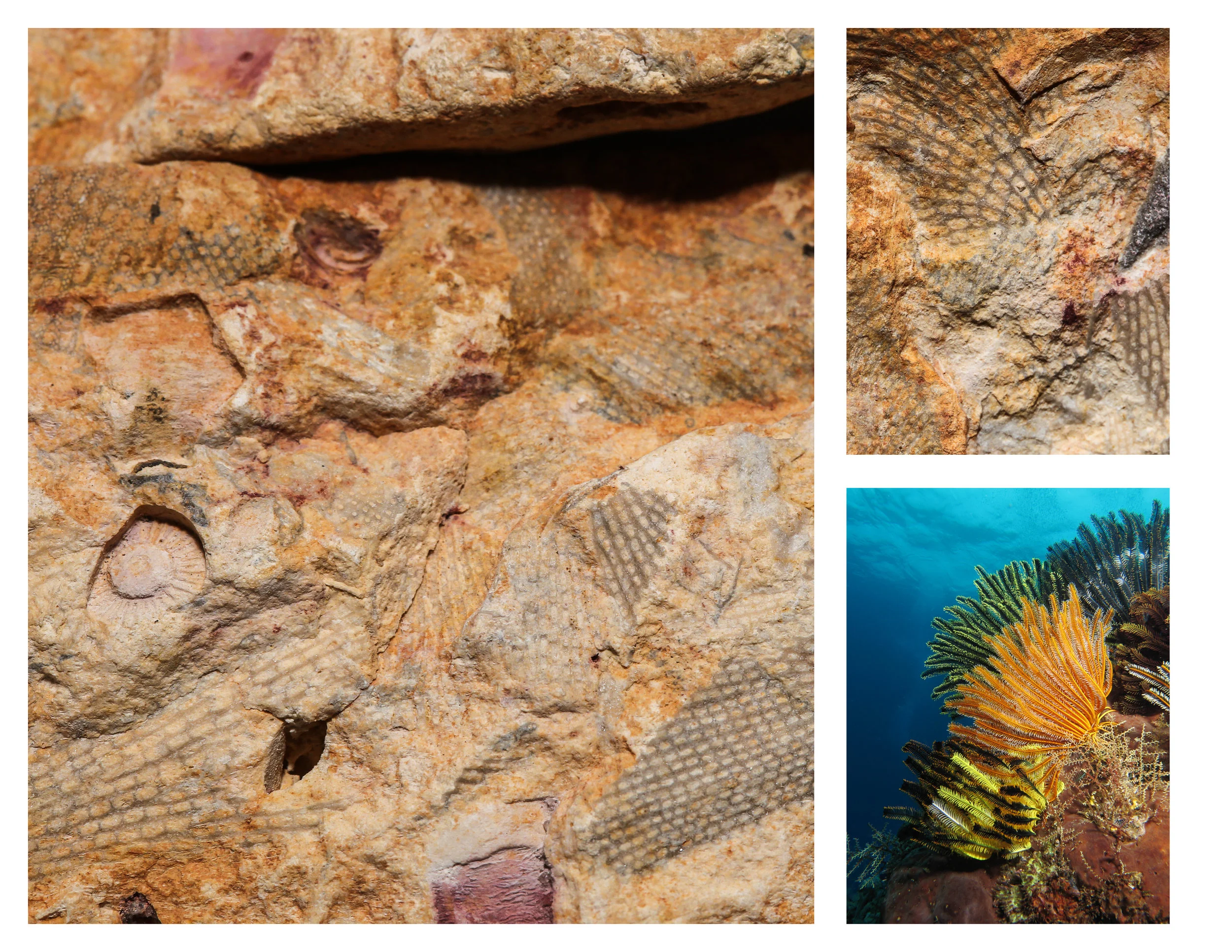 #FossilFriday!