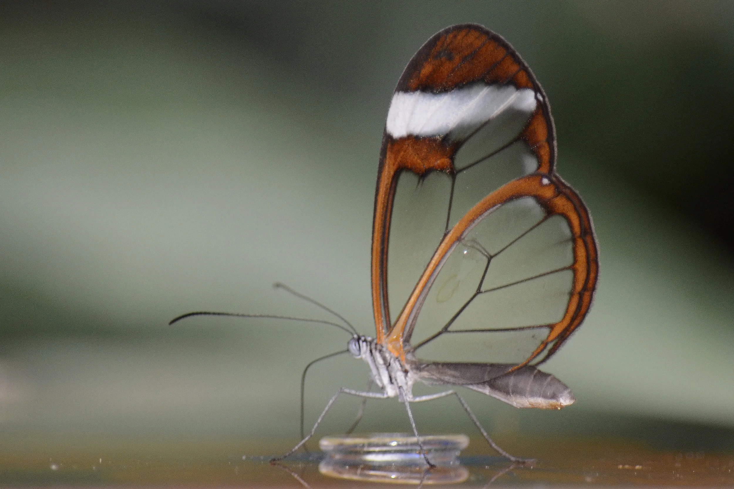 Glasswinged butterfly. Credit: Alias 0591 , via Flickr.com