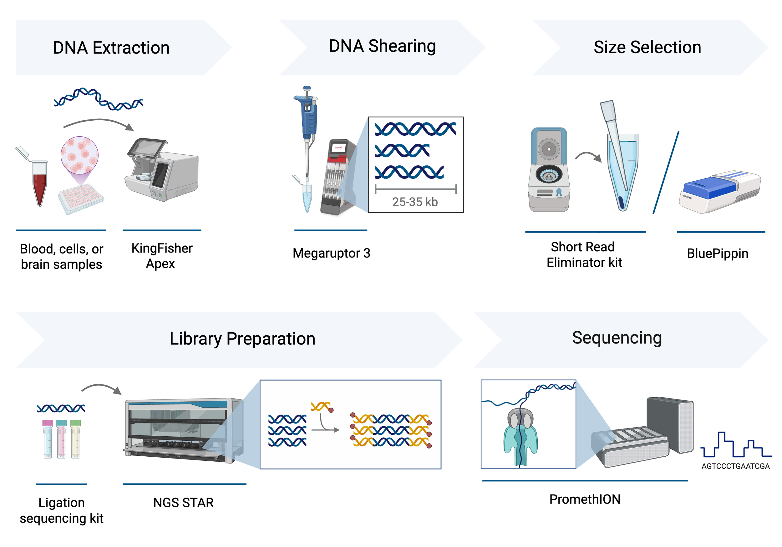 DNA Sequencing Protocol