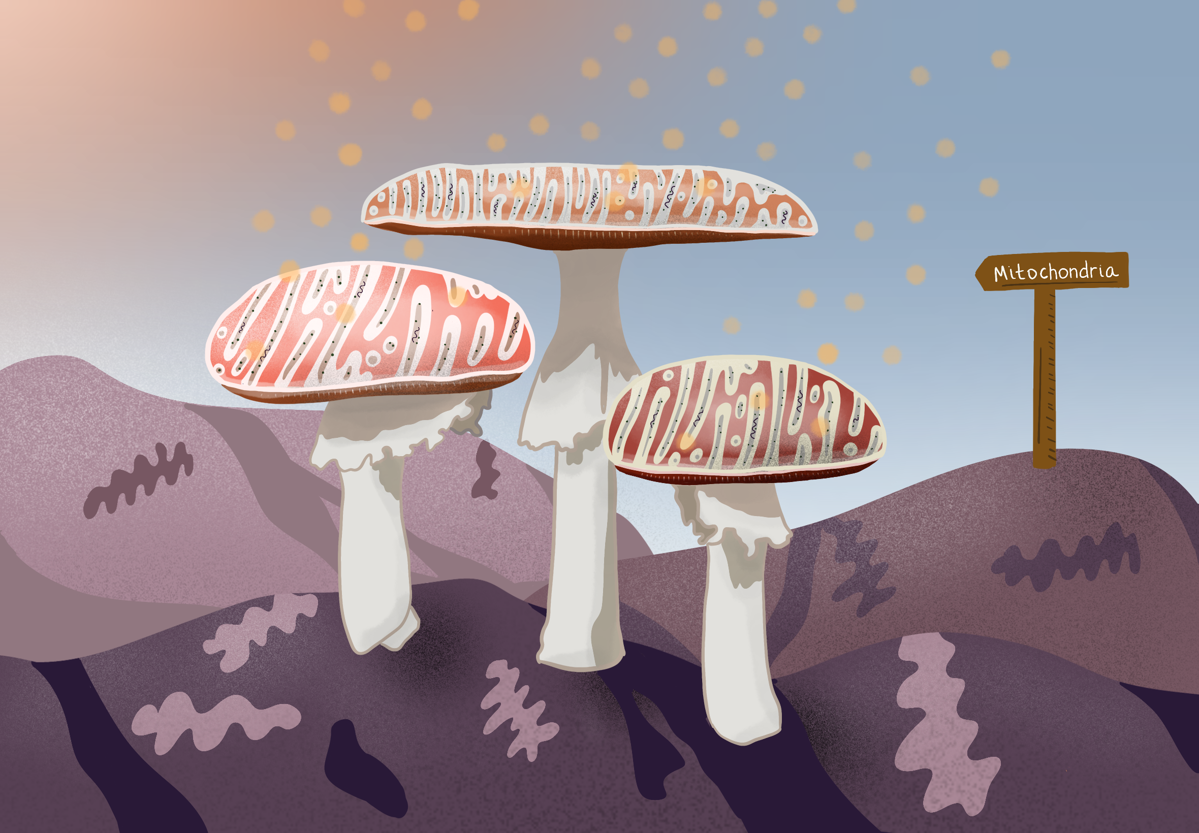 Mushroom_Mito.png