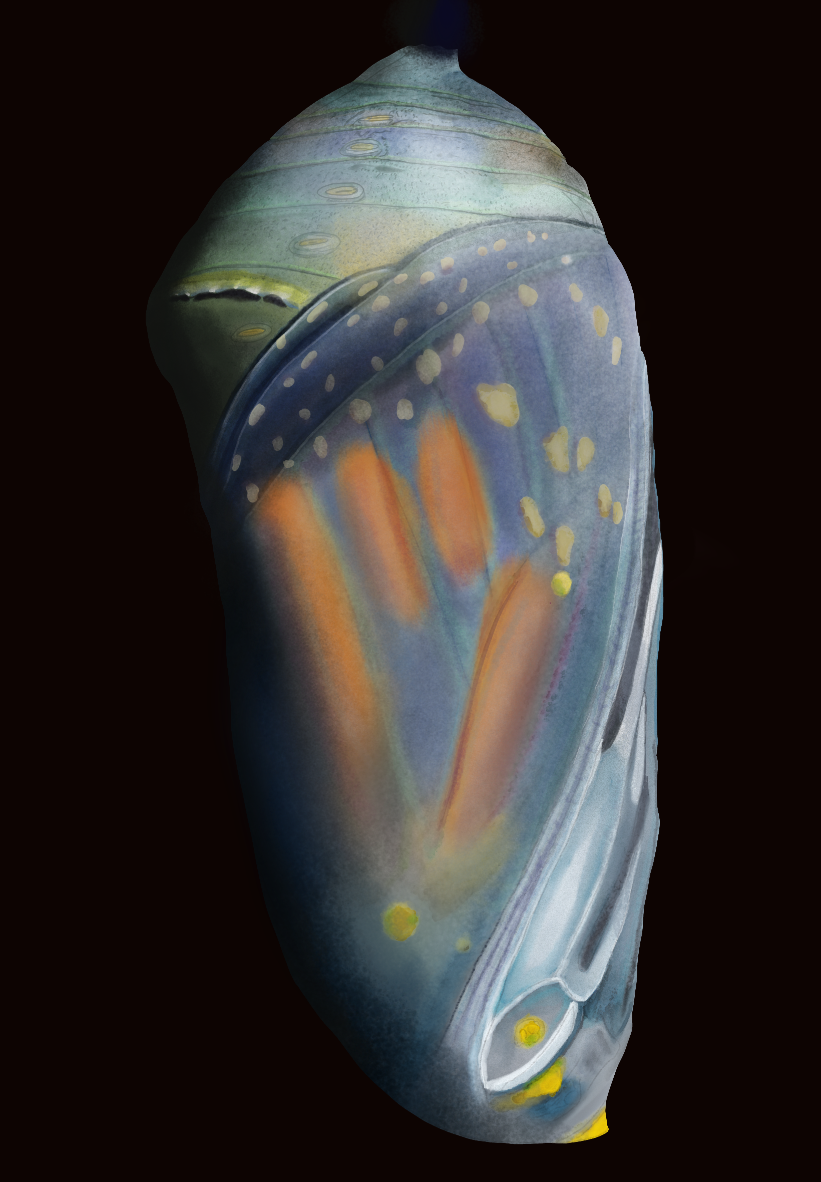 Pupa.png