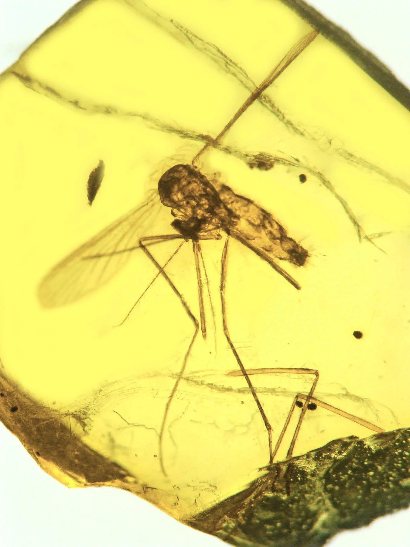 A mosquito ancestor trapped in amber