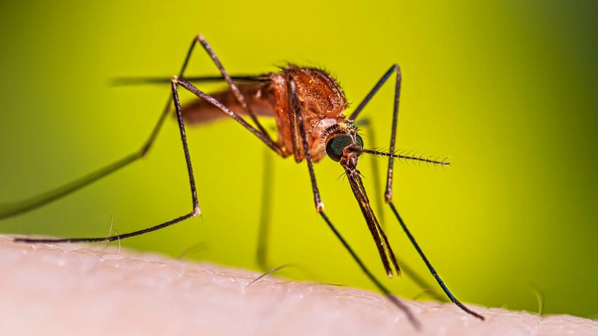 Anopheles mosquitoes