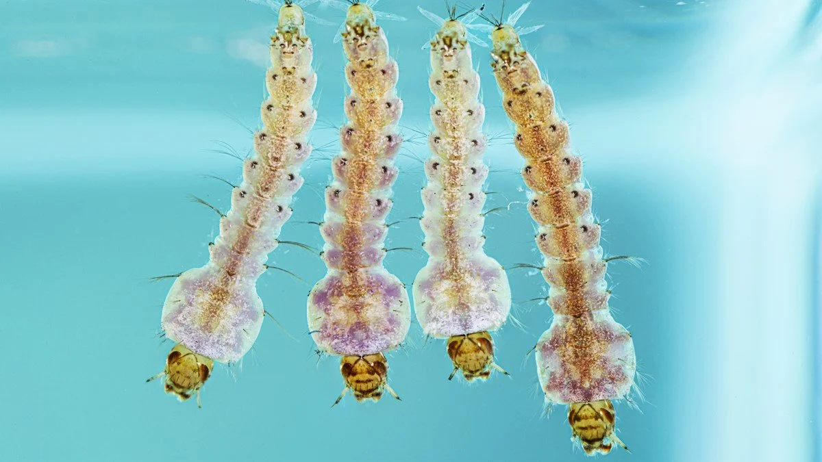 Anopheles mosquito larvae live underwater. Source: CDC