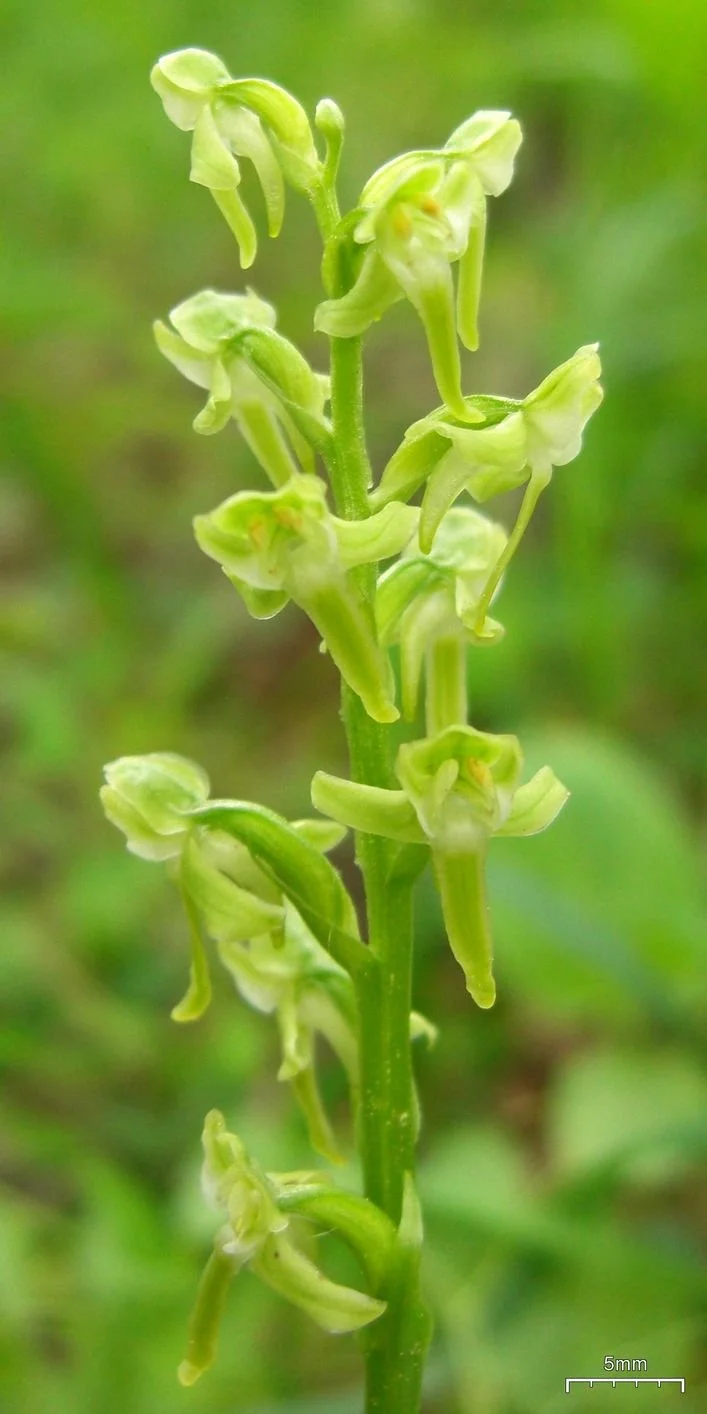 An orchid pollinated by mosquitoes