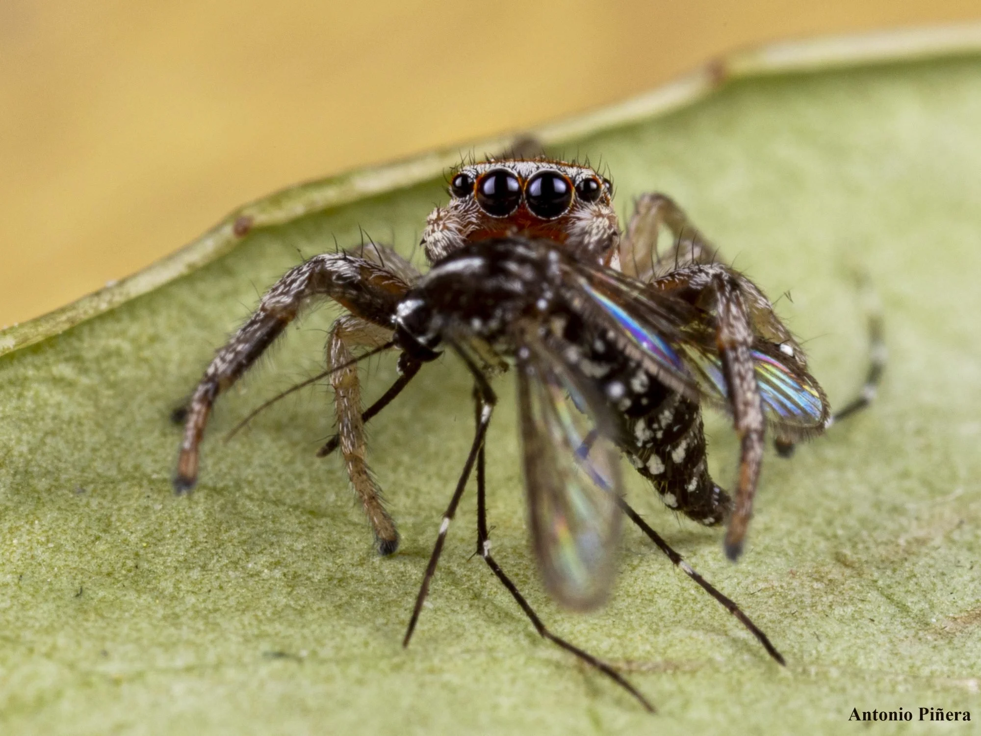 Spider eating a mosquito