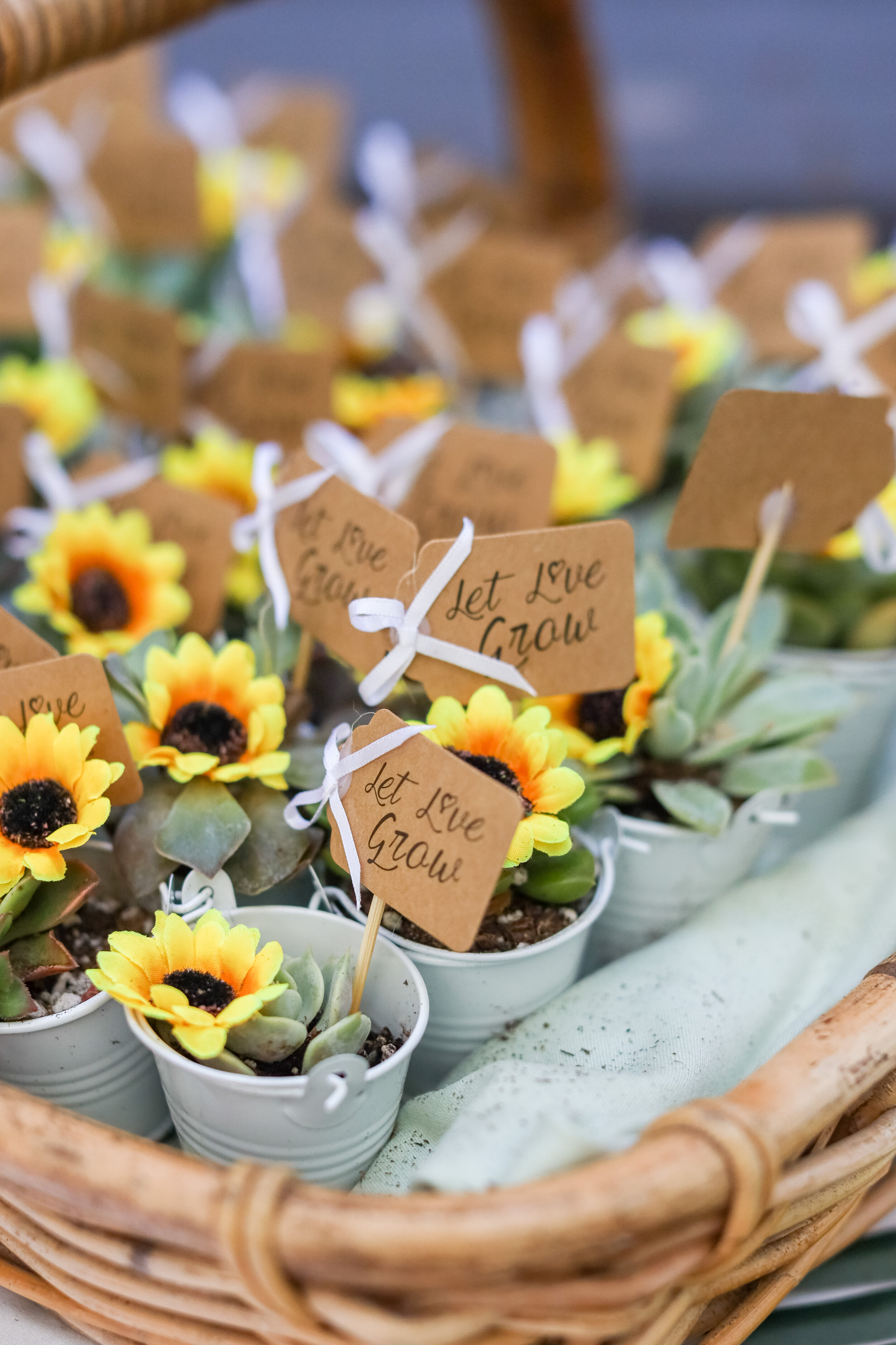 sunflower -7528.jpg