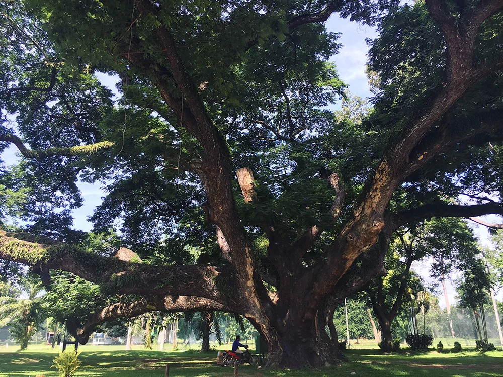 Day 23: I'm grateful for this majestic tree that I went to see today.