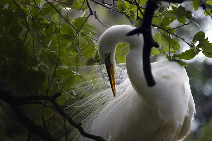 Everglades, Florida
