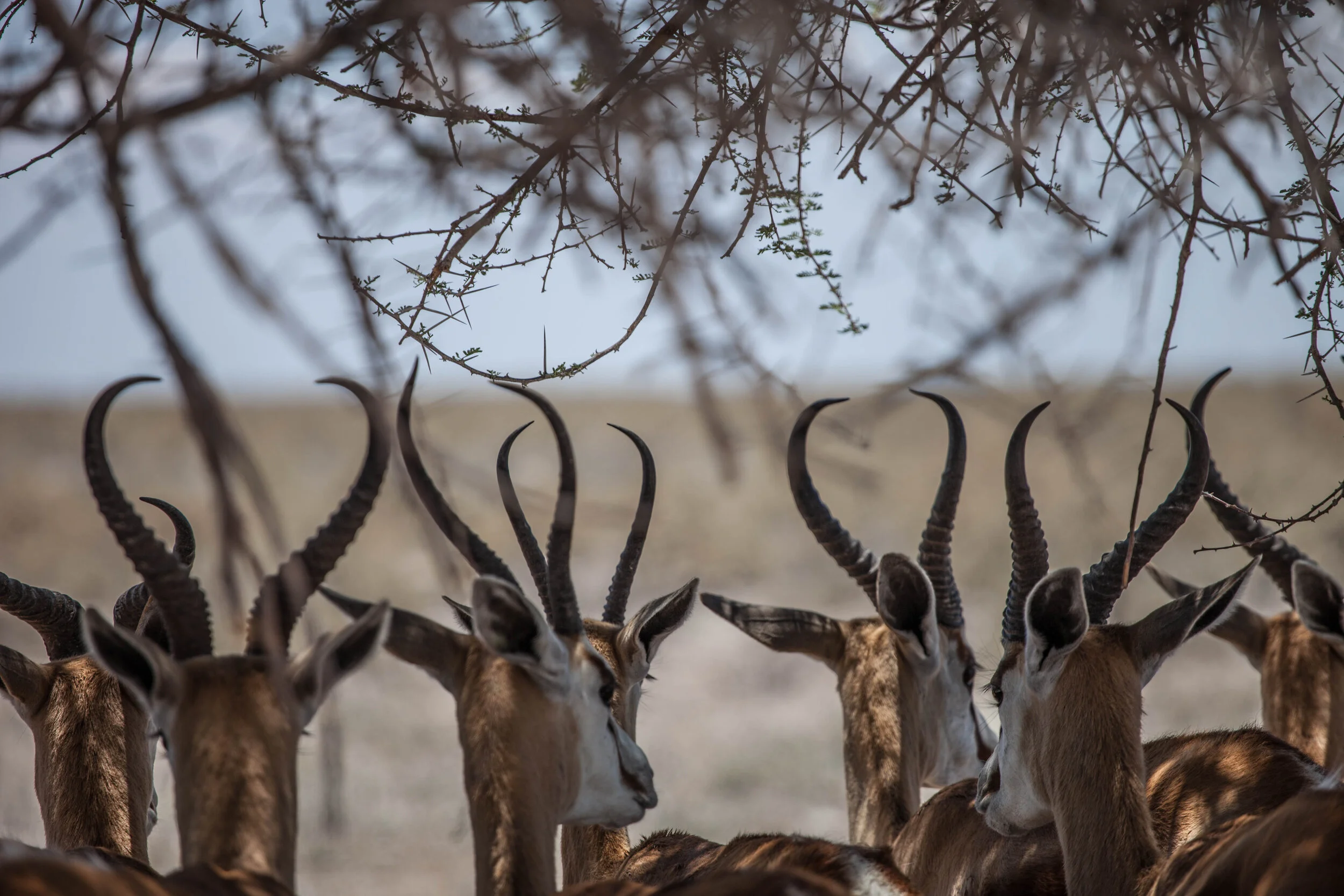 ETOSHA NATIONAL PARK — NAMIBIA