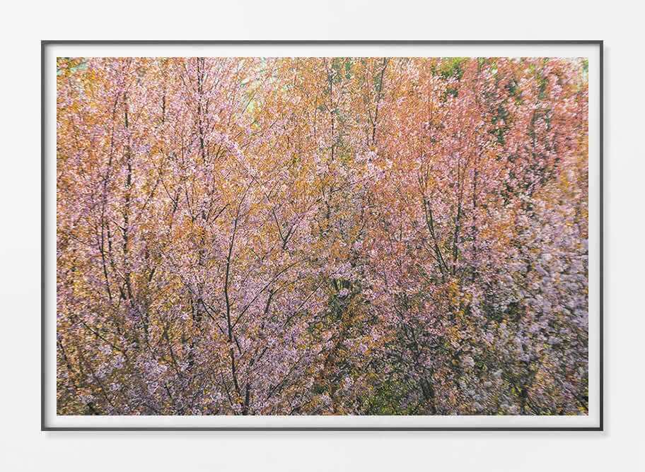 Framed Paper Print