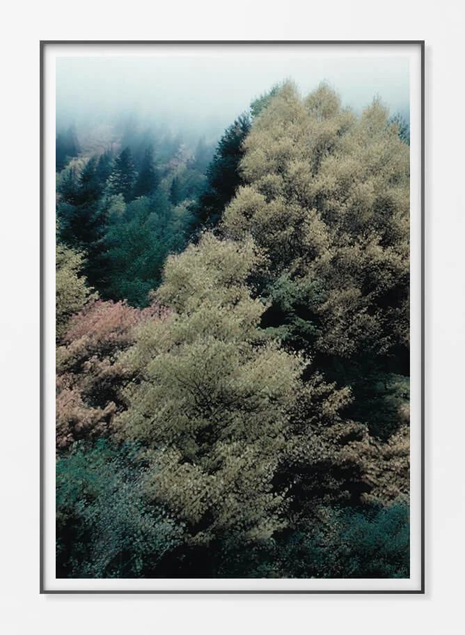 Framed Paper Print