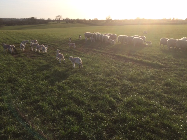 Springtime So Far On The Farm