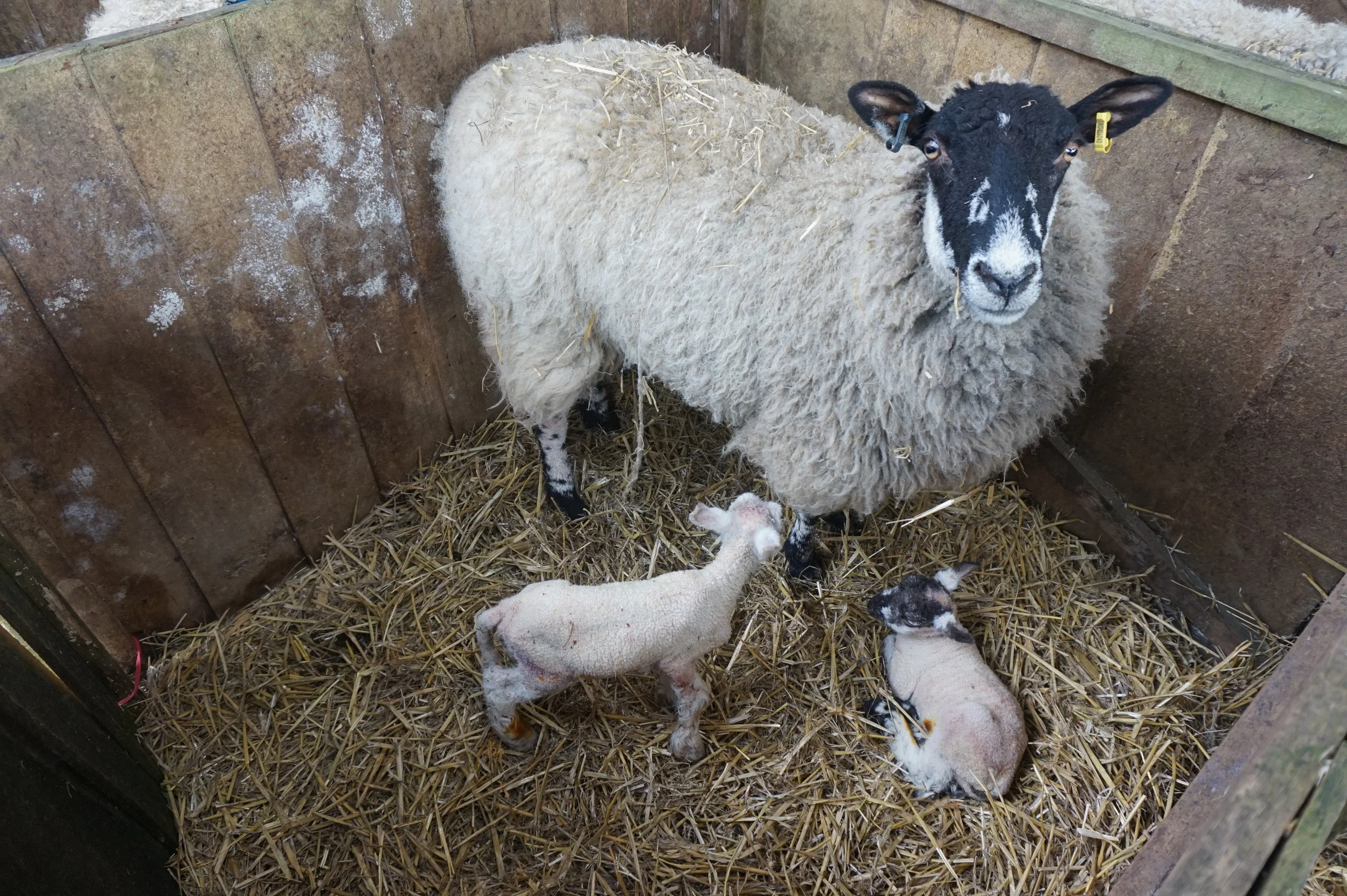 A busy time at Greatworth