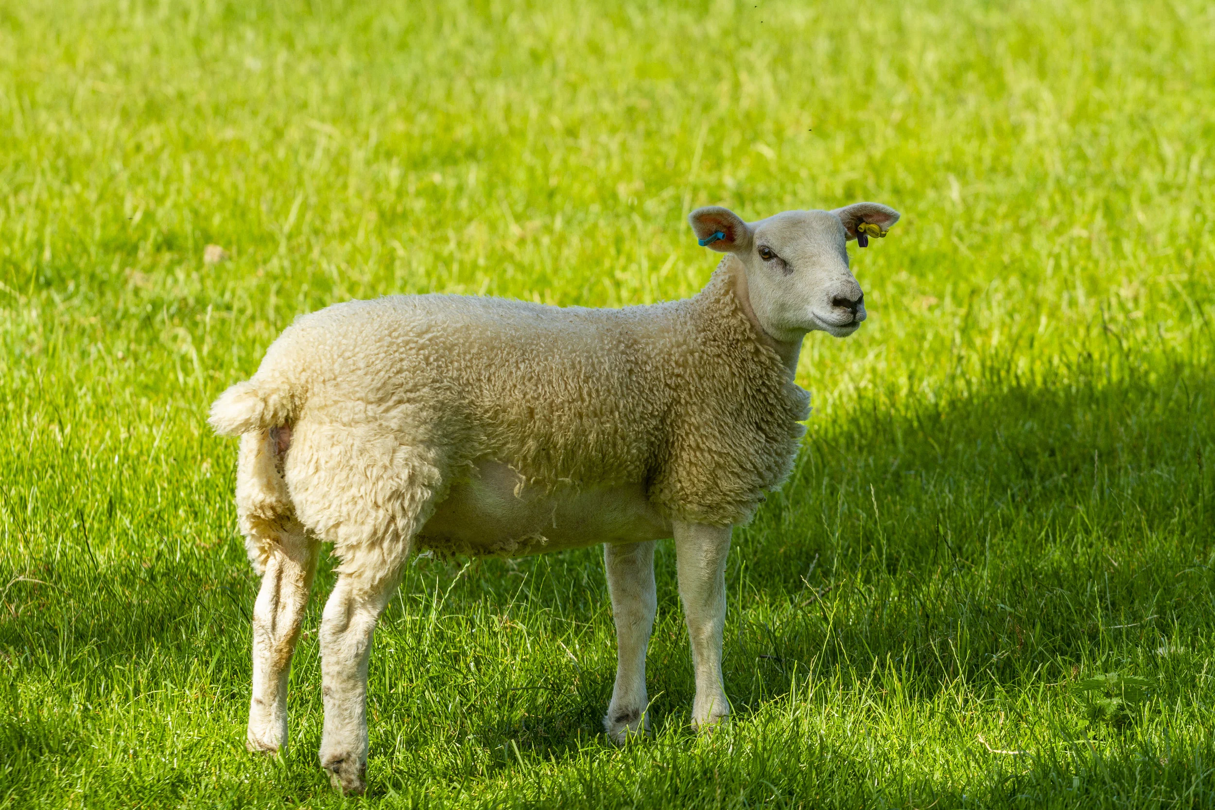Love food, Love farming