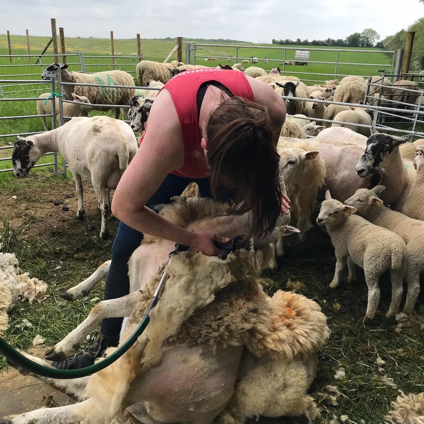 Shearing Our Sheep