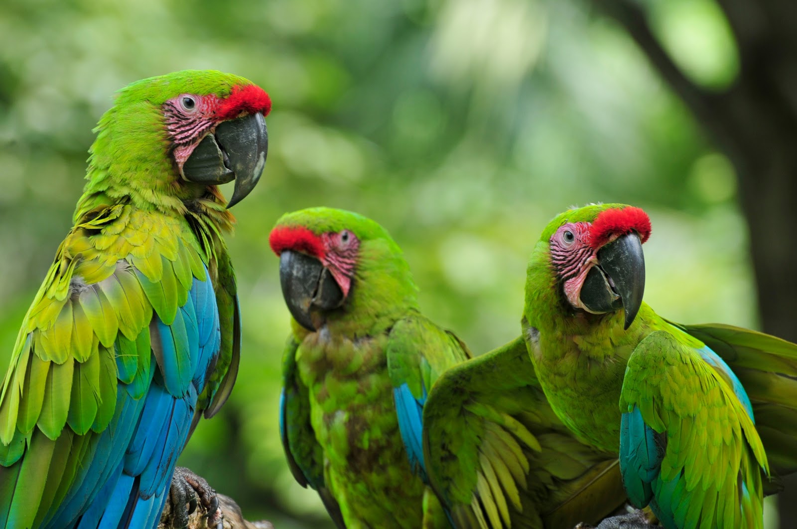 Great-Green-Macaw.jpg