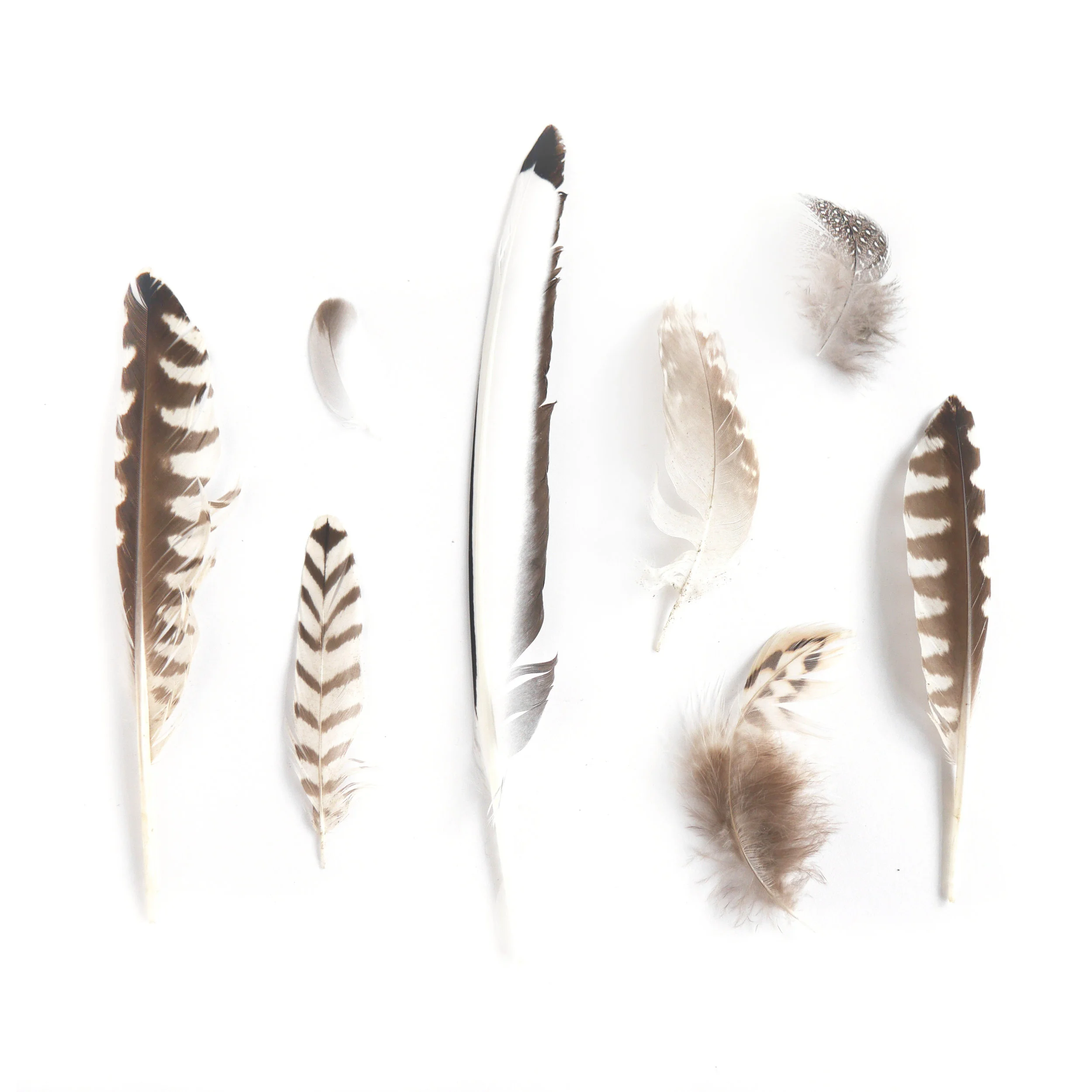 Feathers found whilst walking