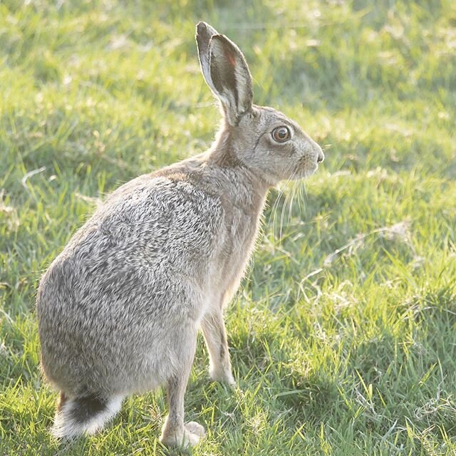 A fleeting, but special moment...
.
There are, very occasionally, hares spotted in the field at the end of the garden. Normally it's quite a brief view in the distance, but I report the sightings to The Hare Preservation Trust using their sightings f