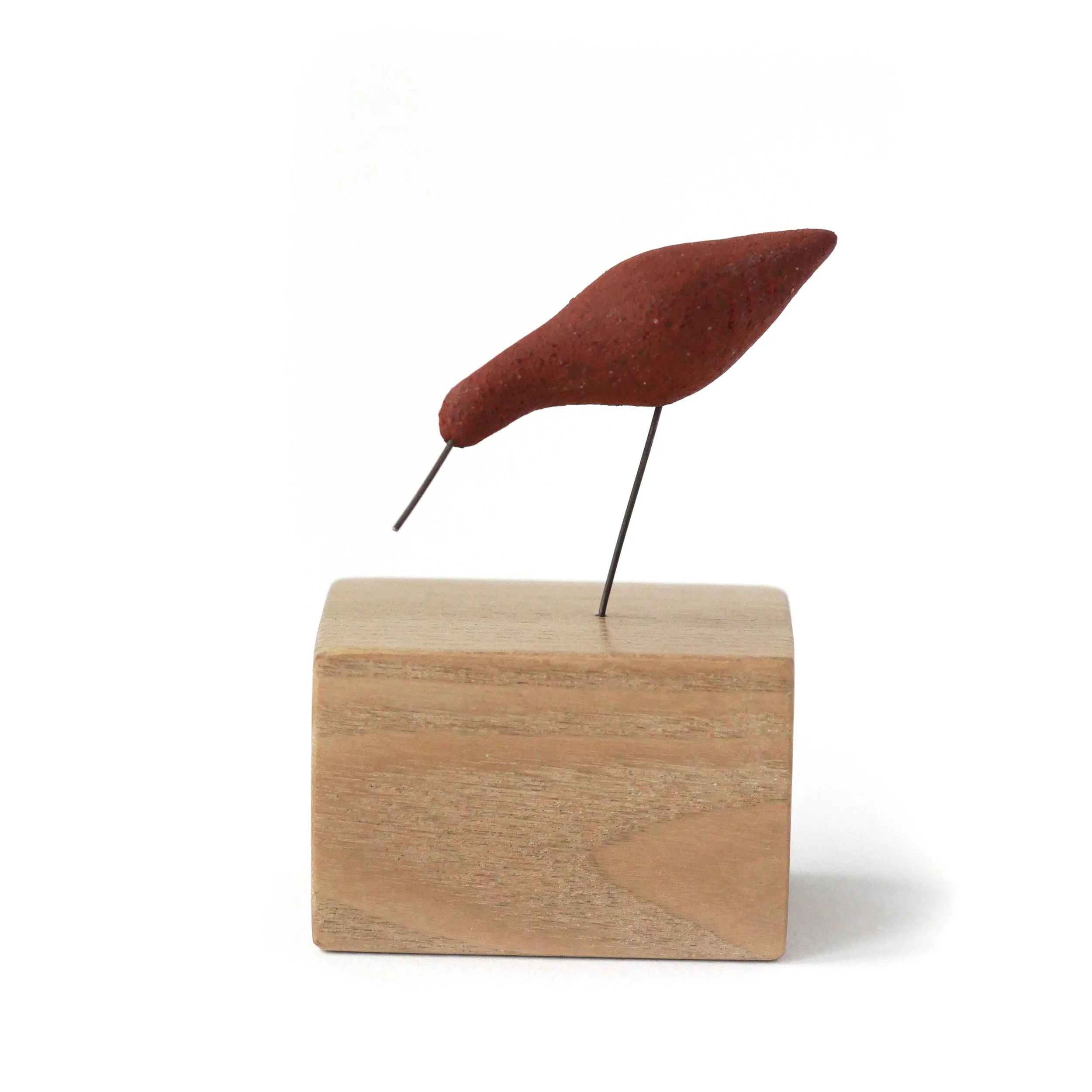 Feeding Bar Tailed Godwit