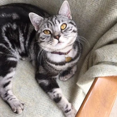 luxury cat collar purple 3.jpeg