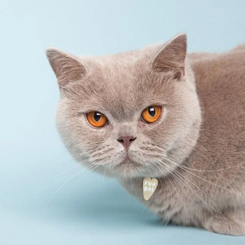 fur-bae-web.jpg