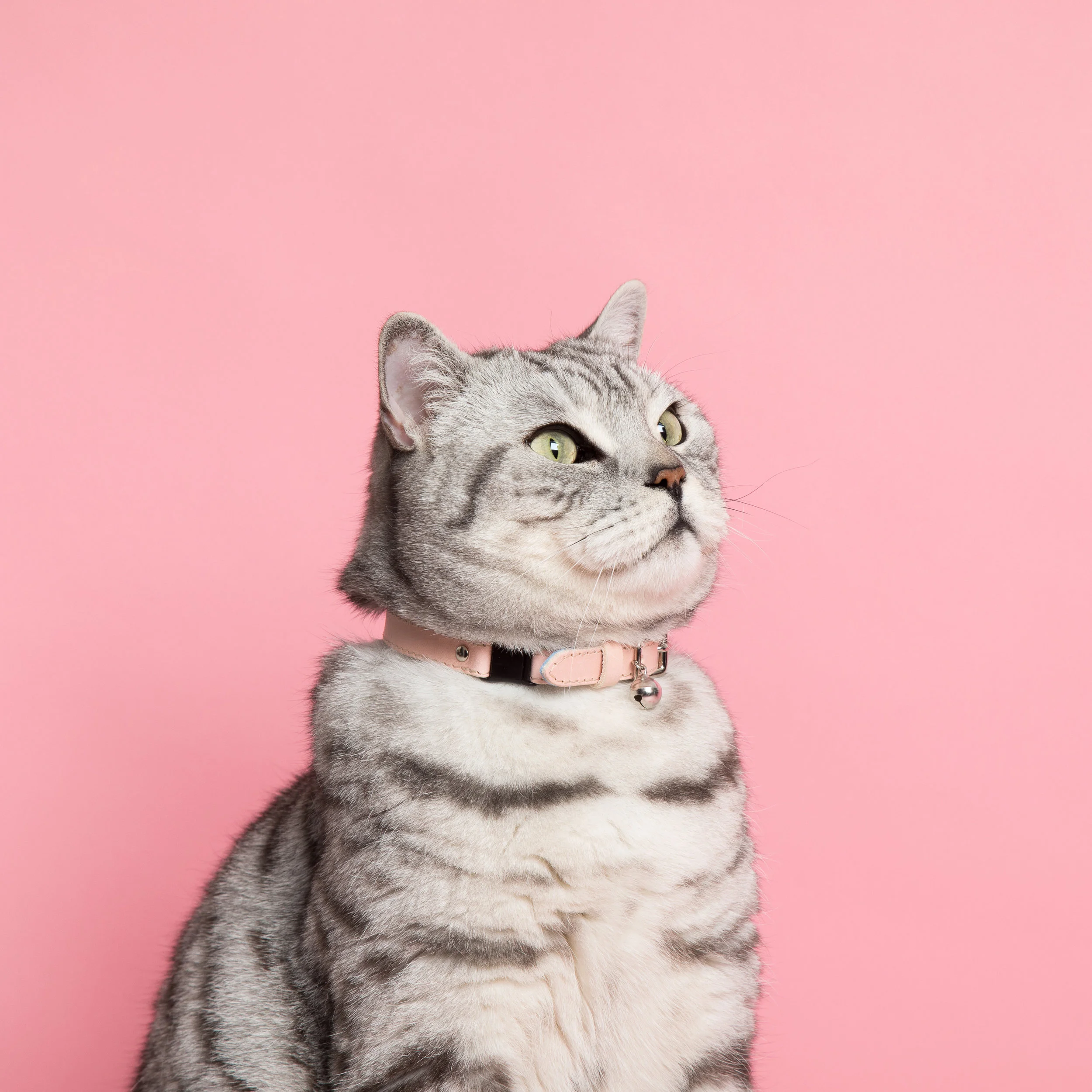 Cheshire and Wain Candyfloss Collar Rachel Oates.jpg