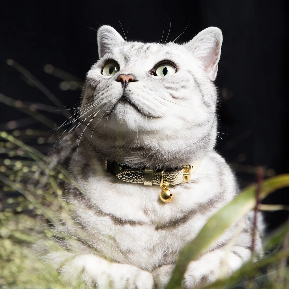 Caspian Luxury Cat Collar 02 Cheshire & Wain .jpg