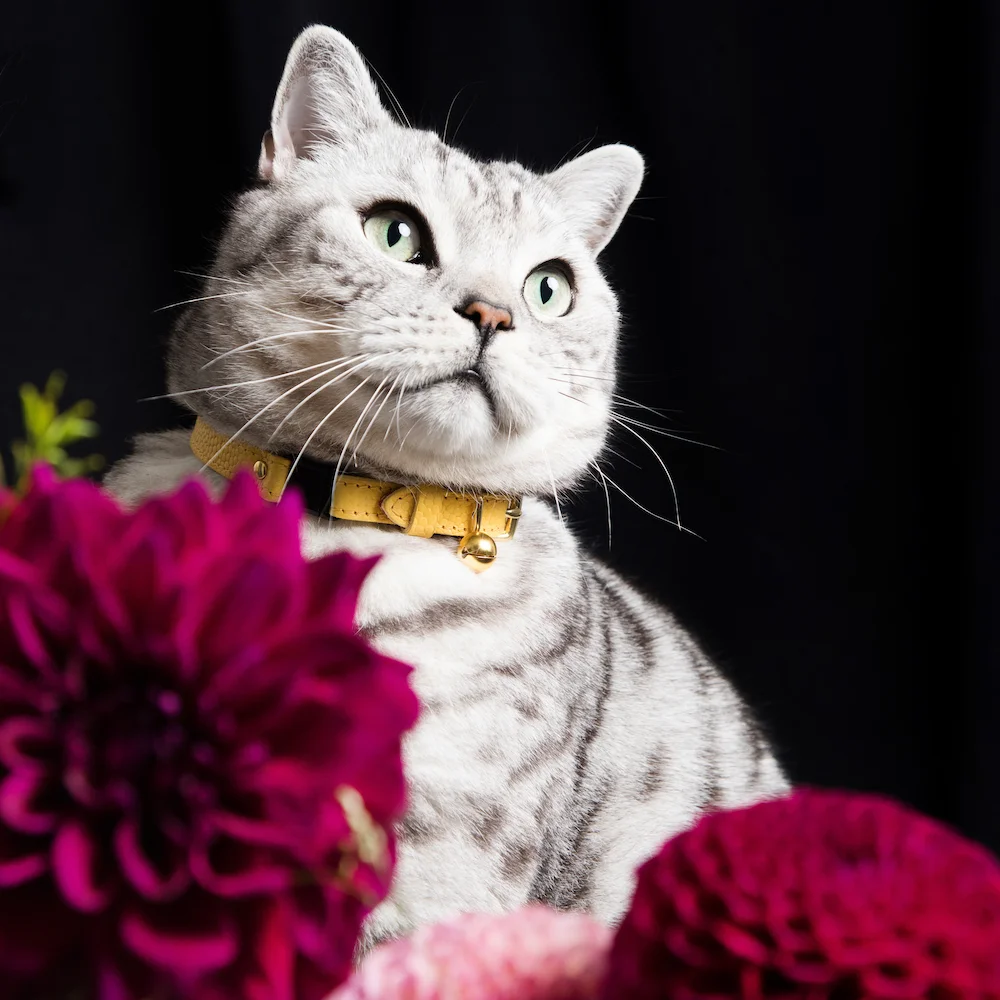 Persian Luxury Cat Collar 02 web.jpg
