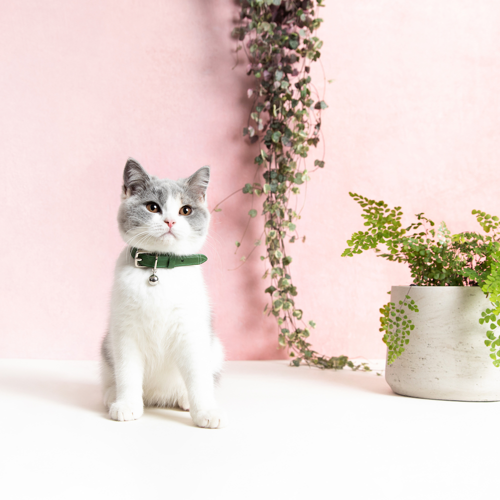 Cheshire&Wain-Luxury Designer Cat Collar with Safety Catch - Fern Green RachelOates.jpeg