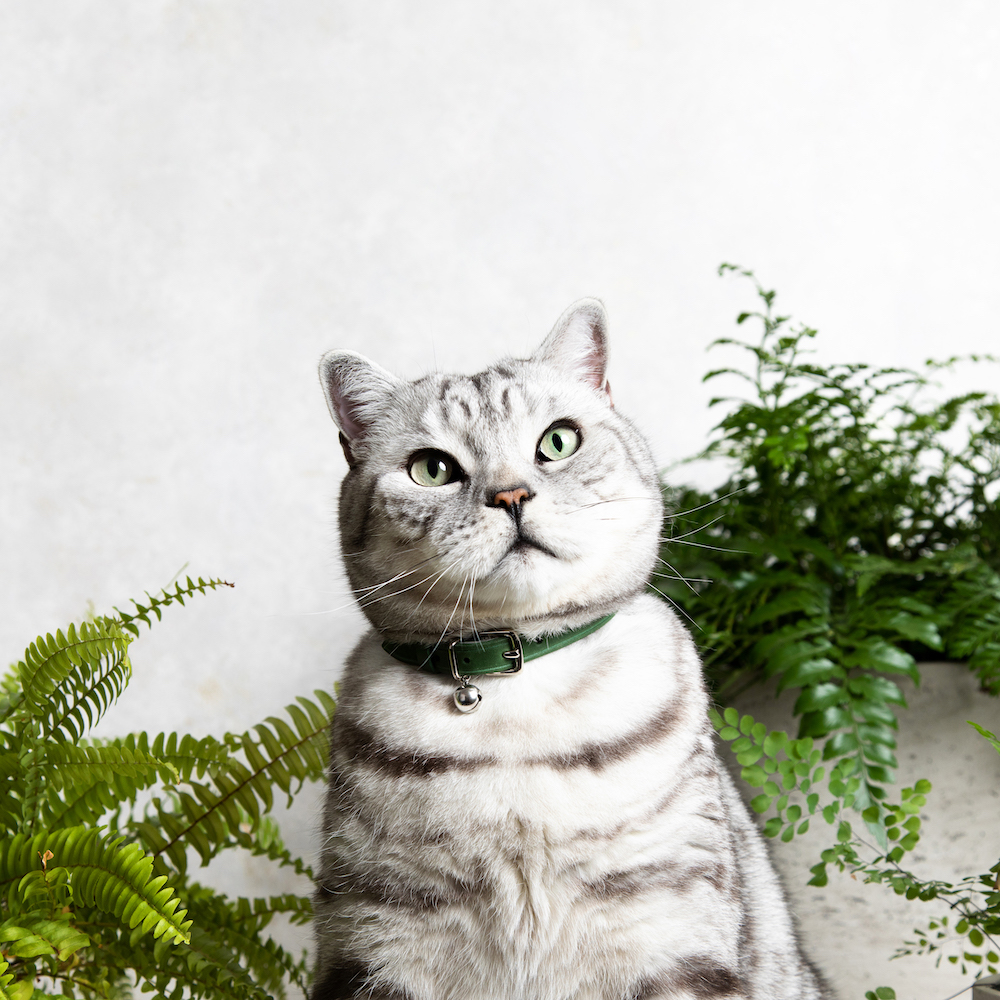 Cheshire&Wain Luxury Designer Leather Cat Collar with Safety Buckle - Fern Green -RachelOates.jpeg