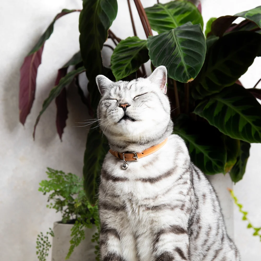 Cheshire&Wain-Luxury Cat Collar - Light Tan Leather - Honey RachelOates.jpeg