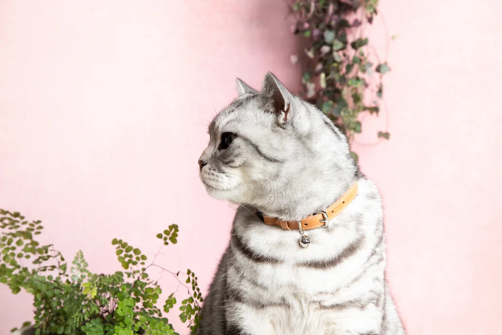 Cheshire&Wain-Luxury Leather Cat Collar - Light Tan leather Honey RachelOates.jpeg