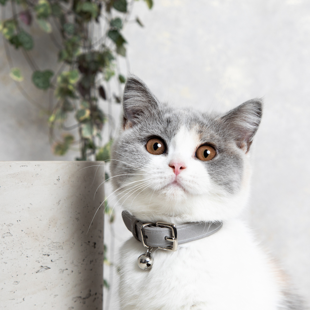 Cheshire&Wain-Designer Cat Collar- Grey Leather - RachelOates.jpeg