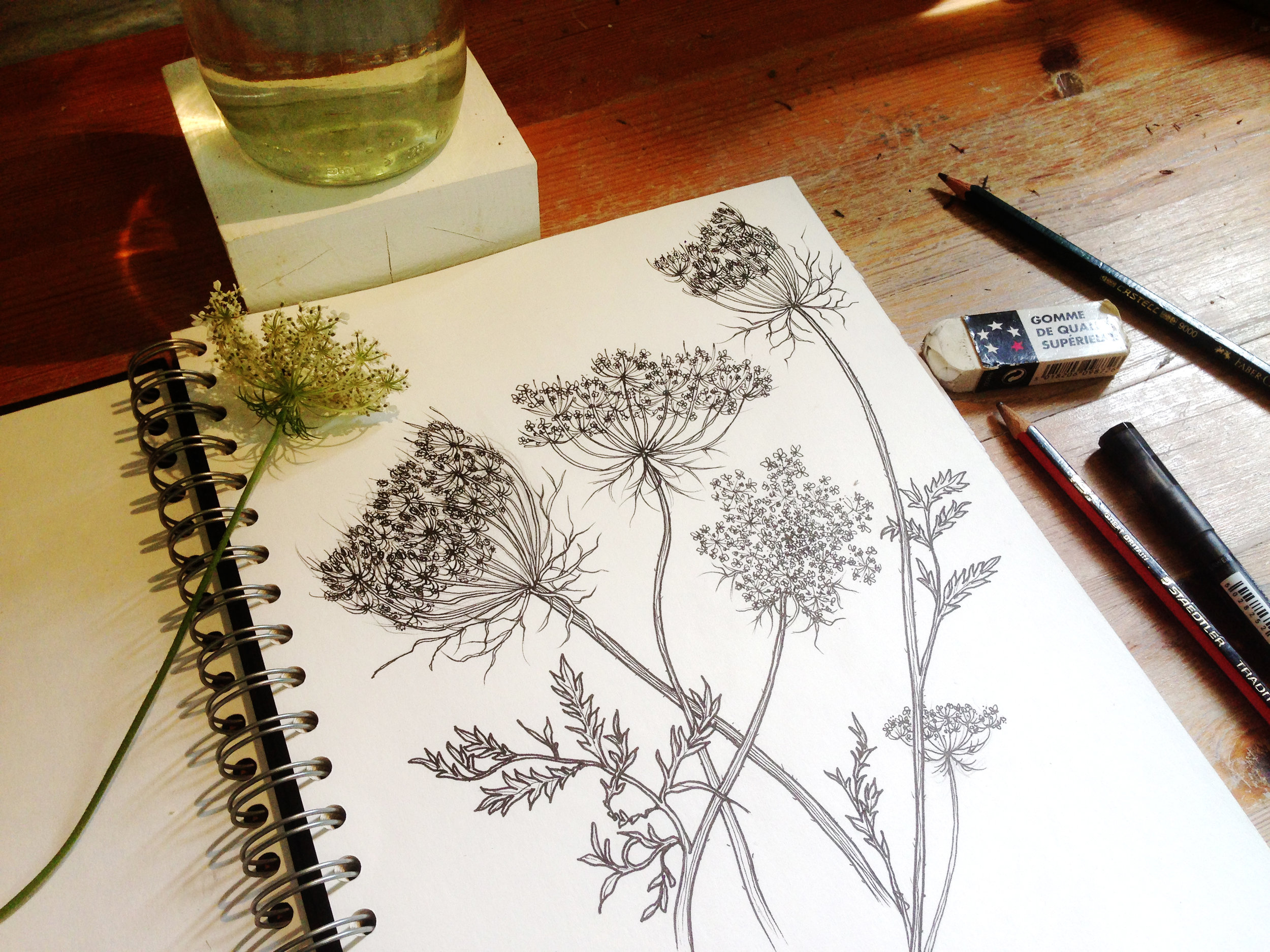 Drawing Cowparsley