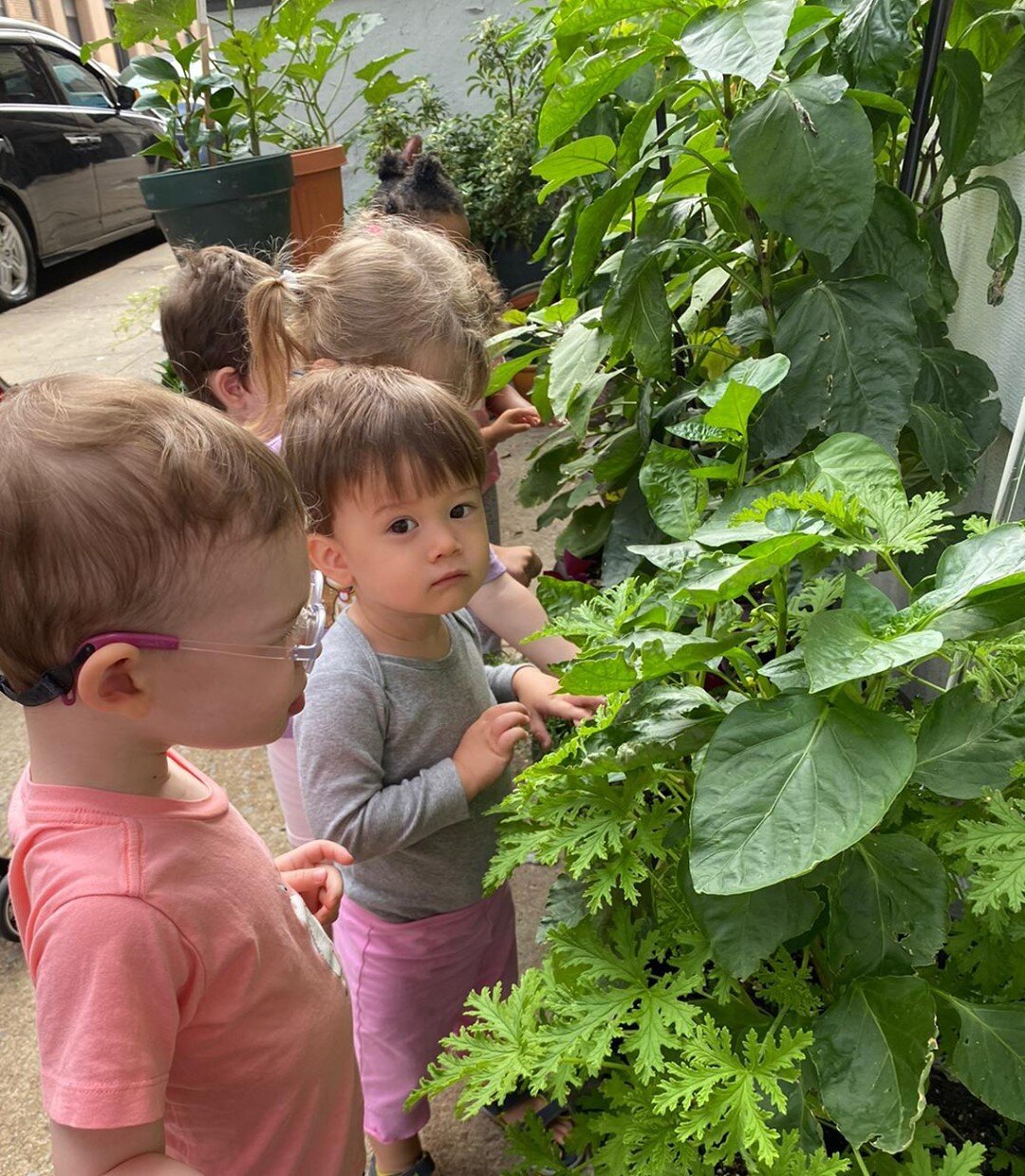 Every Child is a different kind of plant and all together make this world a beautiful Garden. 
.
.
.
.
.
.
.
#reggioemilia #nature #plants #playbasedlearning #toddlers #infants #hamiltonheights #childcare #daycare #earlylearn #educators #summerdays #