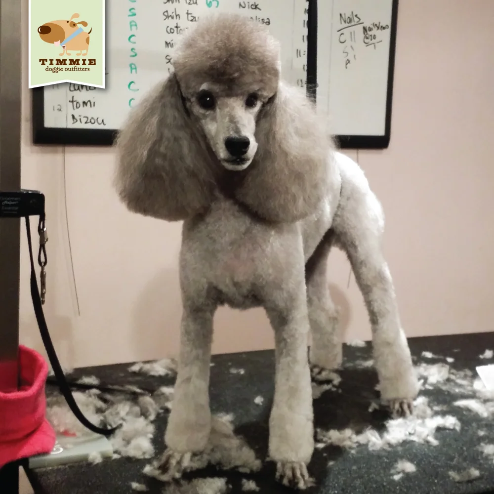 BisouGrooming.jpg