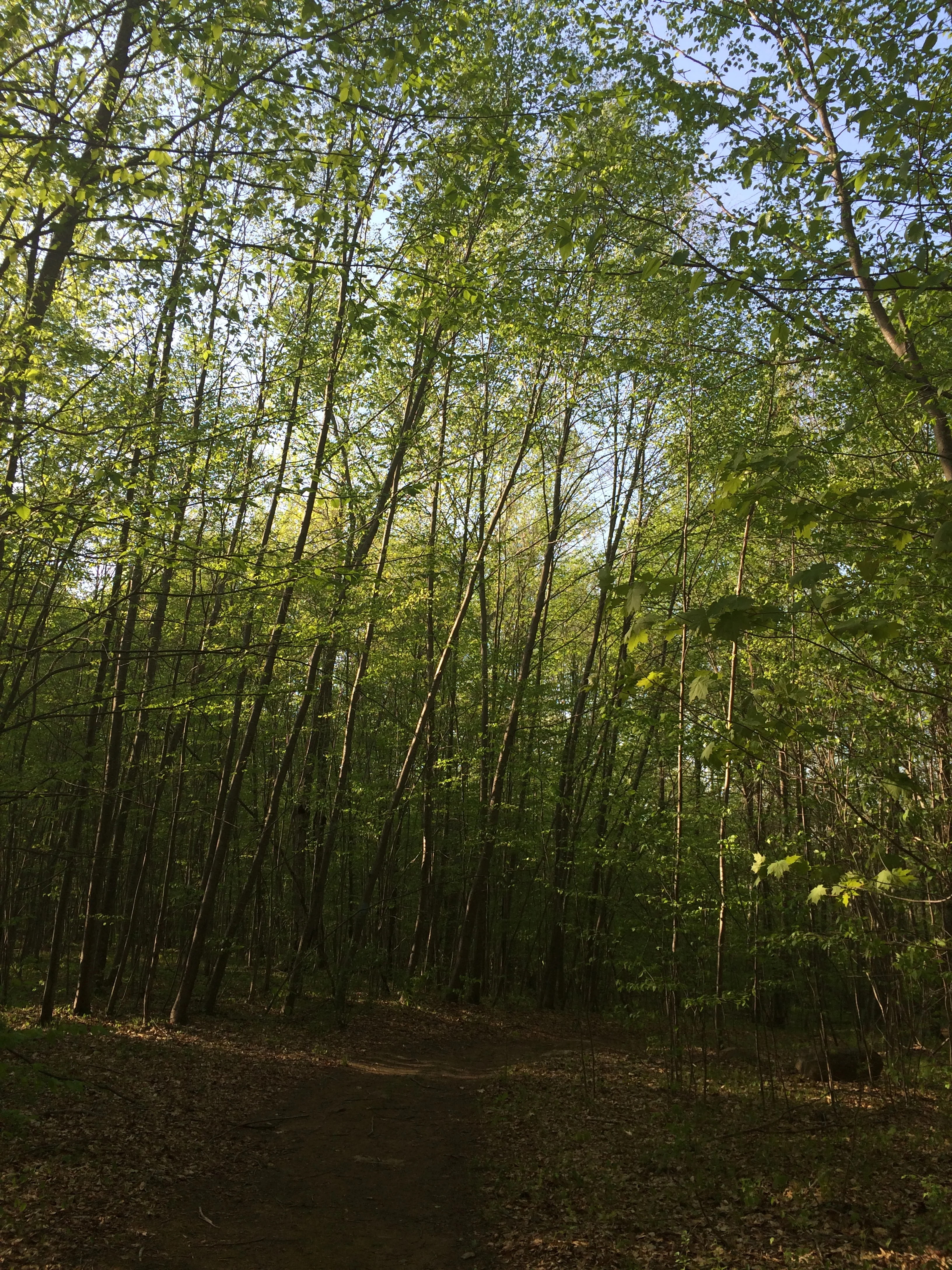 50 foot cliff trail in Mansfield.JPG