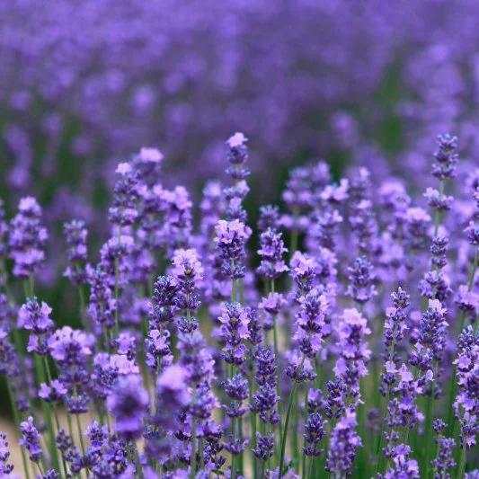 Alfazema-Lavender-1024x683-1.jpg