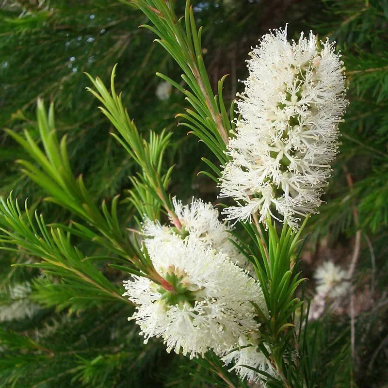 muda_de_melaleuca_leucadendron_608_1_20190611093905.webp