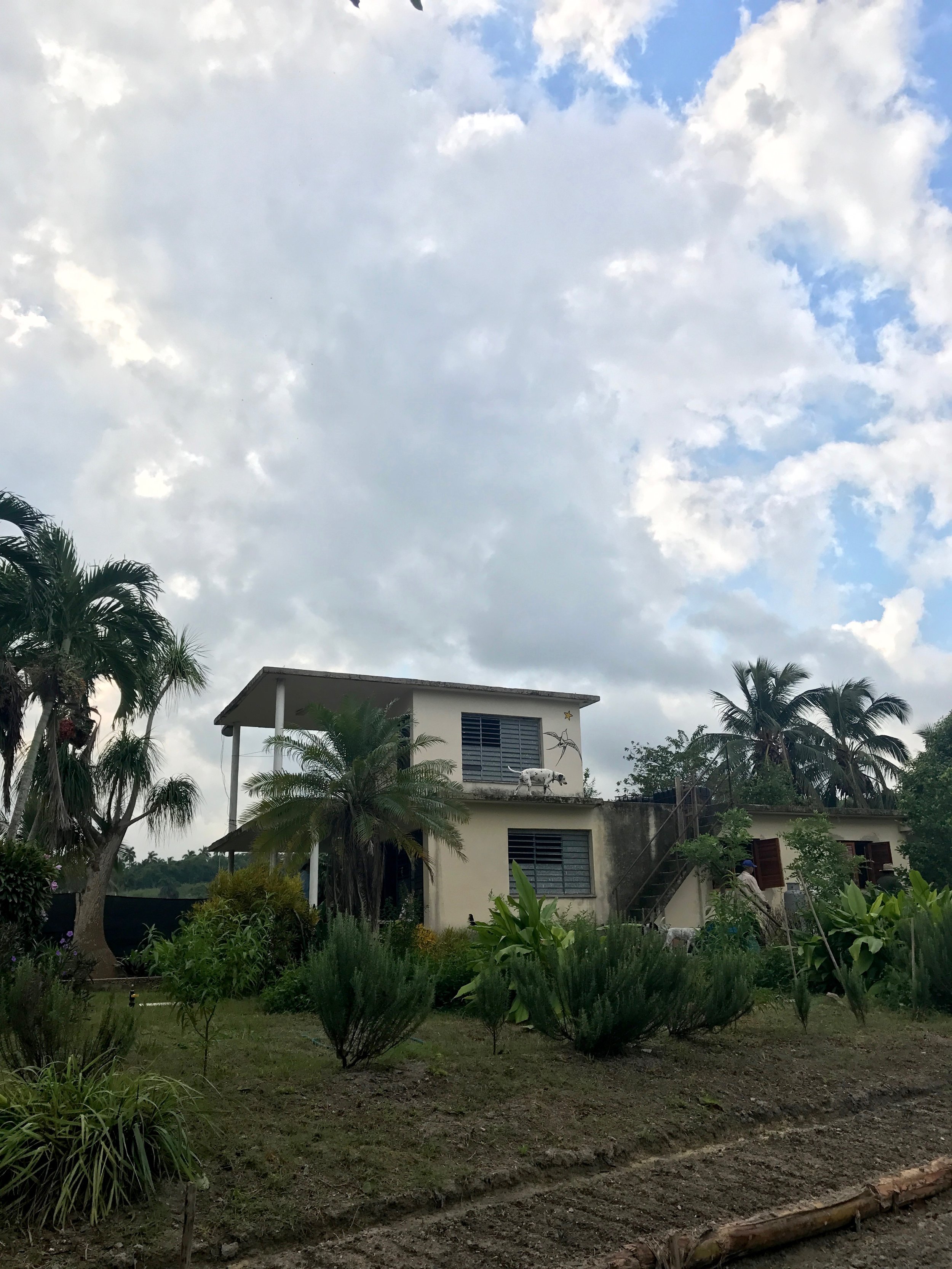 the amazing simplicity of cuban farm life. and rooftop dalmatians. 
