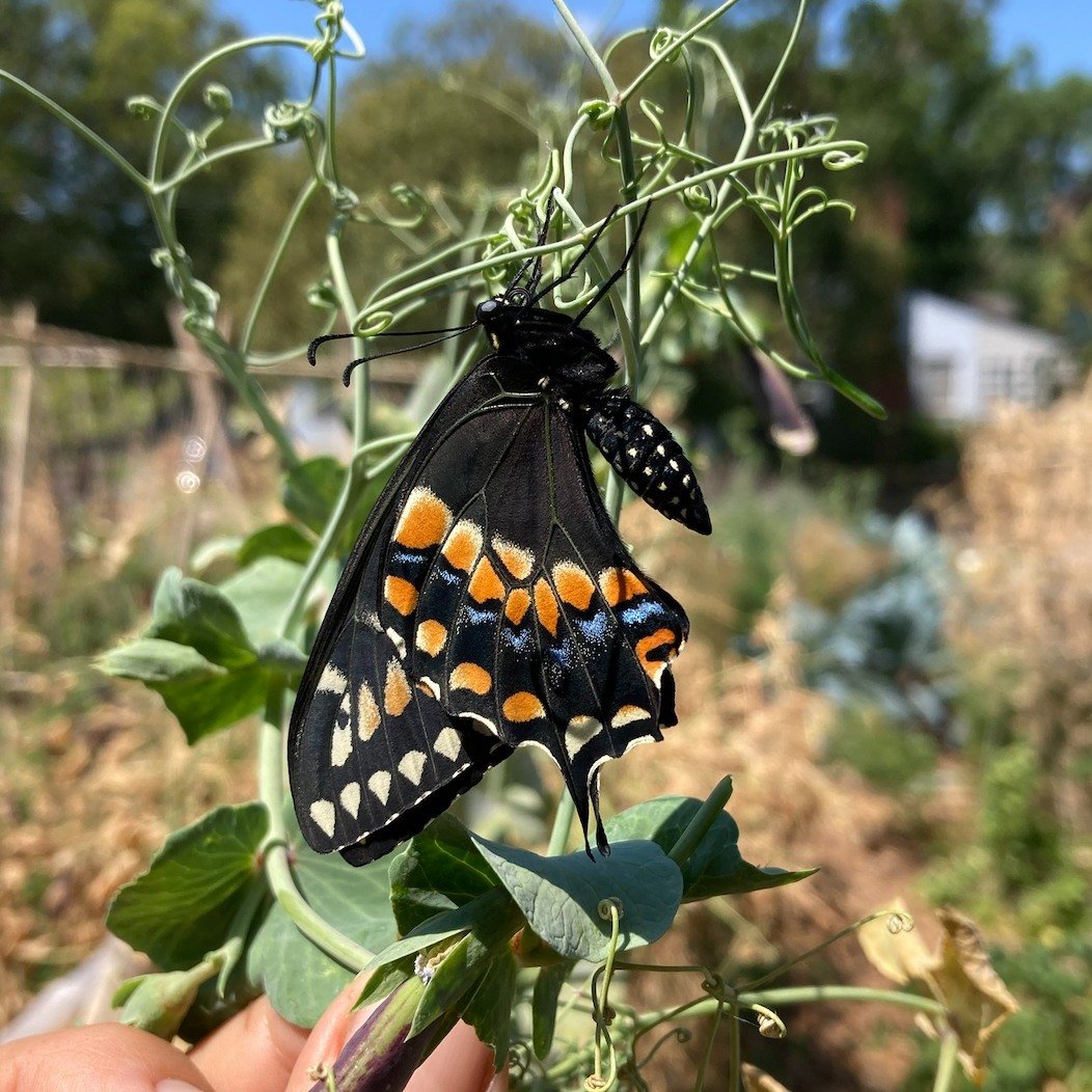 I spy some critters that help our Culinary Garden thrive! 
The Culinary Garden at Edible Education Experience is a sustainable, closed-loop system, meaning it has everything it needs to regulate the ongoing life cycles it harbors. When guests ask us 