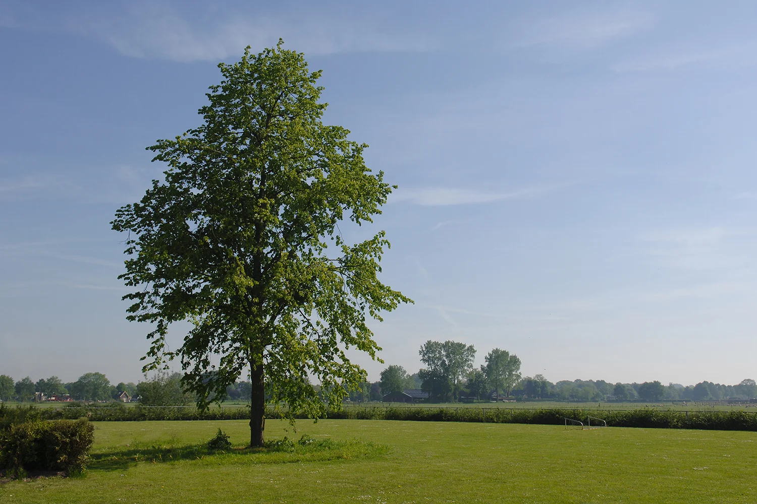 LinenTree_2.jpg