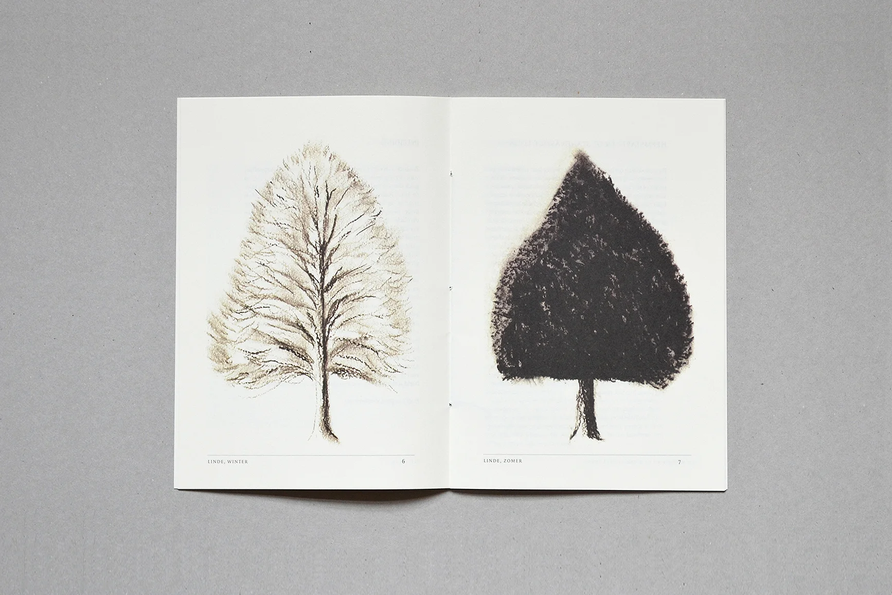 LindenTree_6.jpg