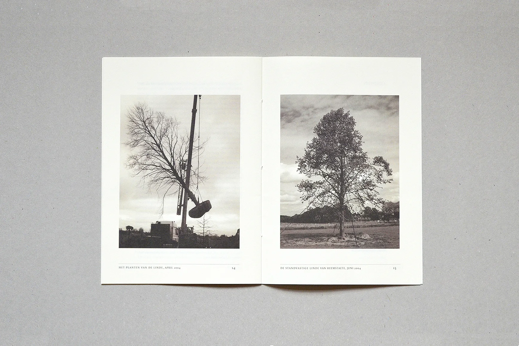 LindenTree_8.jpg